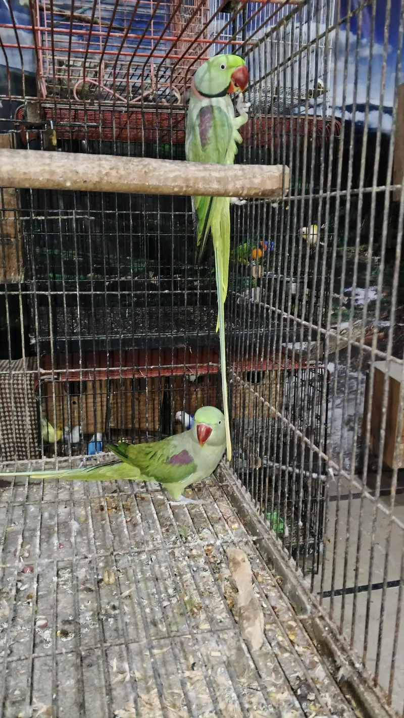 GREY BONDED AND RAW BREEDER PAIR AVAILABLE. — photo 4