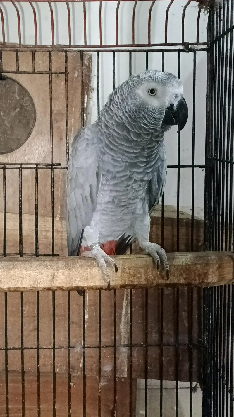 GREY BONDED AND RAW BREEDER PAIR AVAILABLE. — photo 5