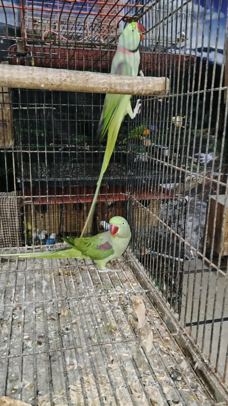 GREY BONDED AND RAW BREEDER PAIR AVAILABLE. — photo 6