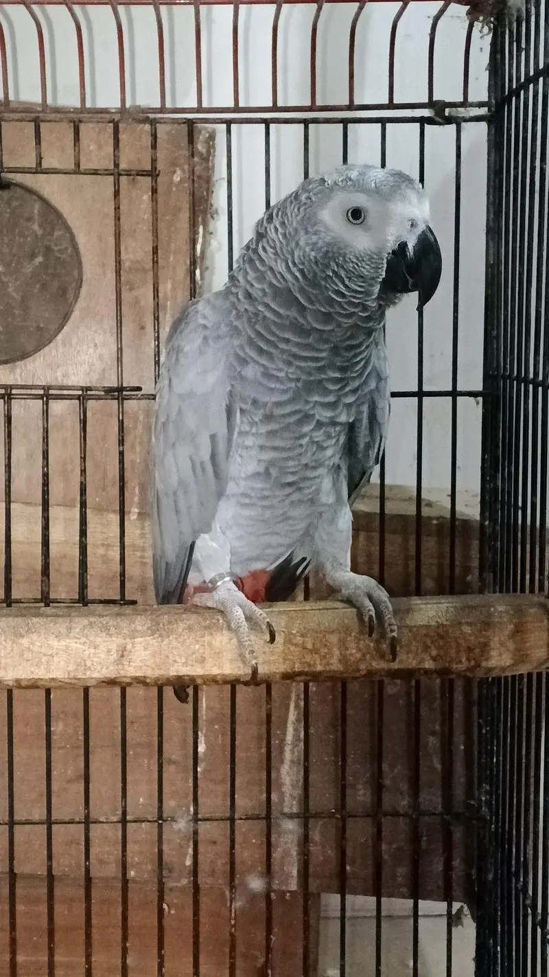 GREY BONDED AND RAW BREEDER PAIR AVAILABLE. — photo 7