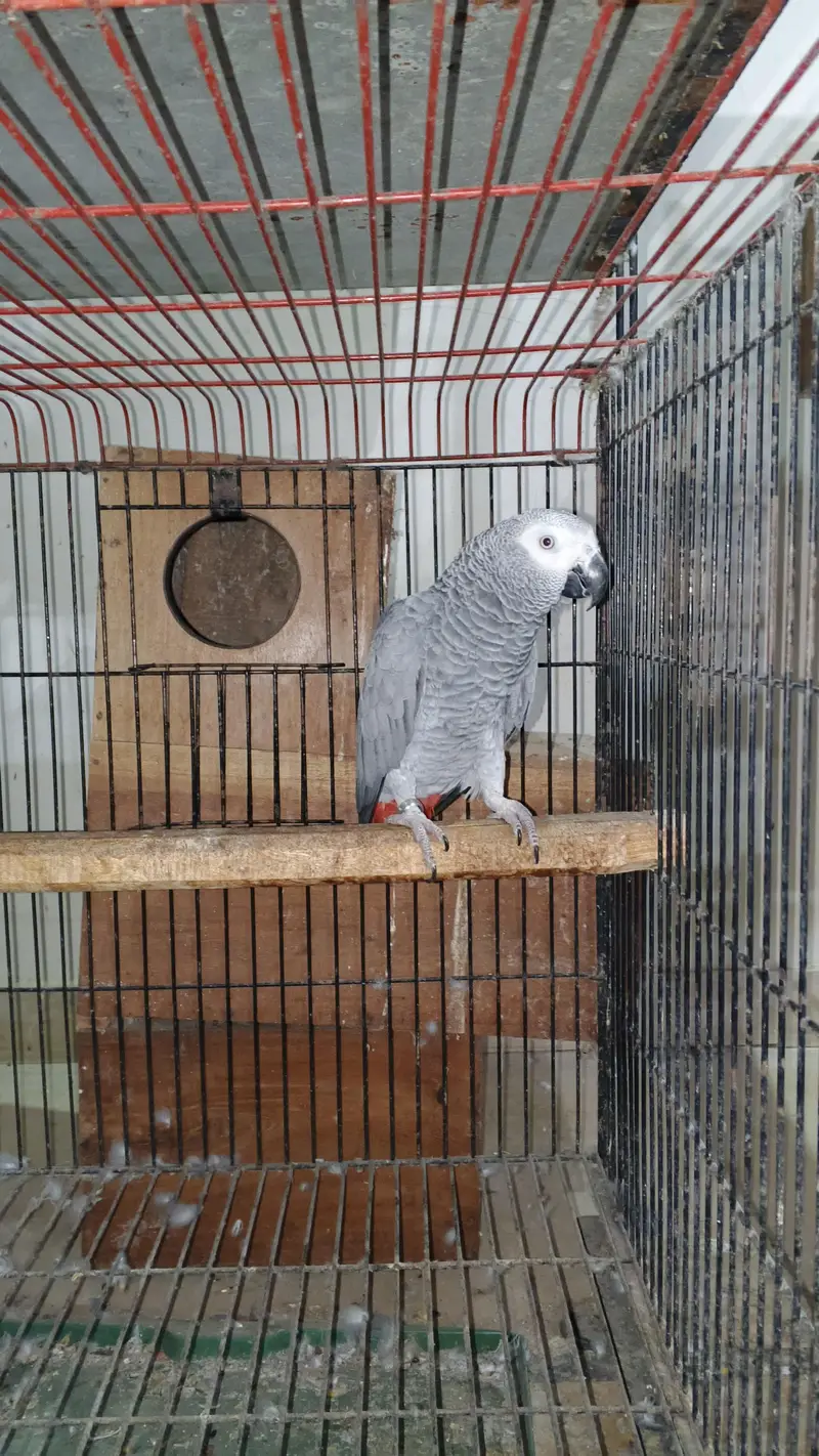 GREY BONDED AND RAW BREEDER PAIR AVAILABLE. — photo 8