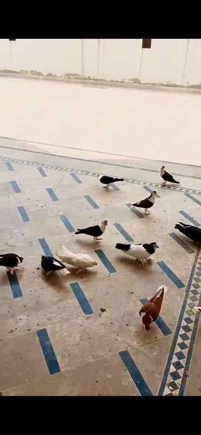 Beautiful pigeons (tokdi type) in different colours