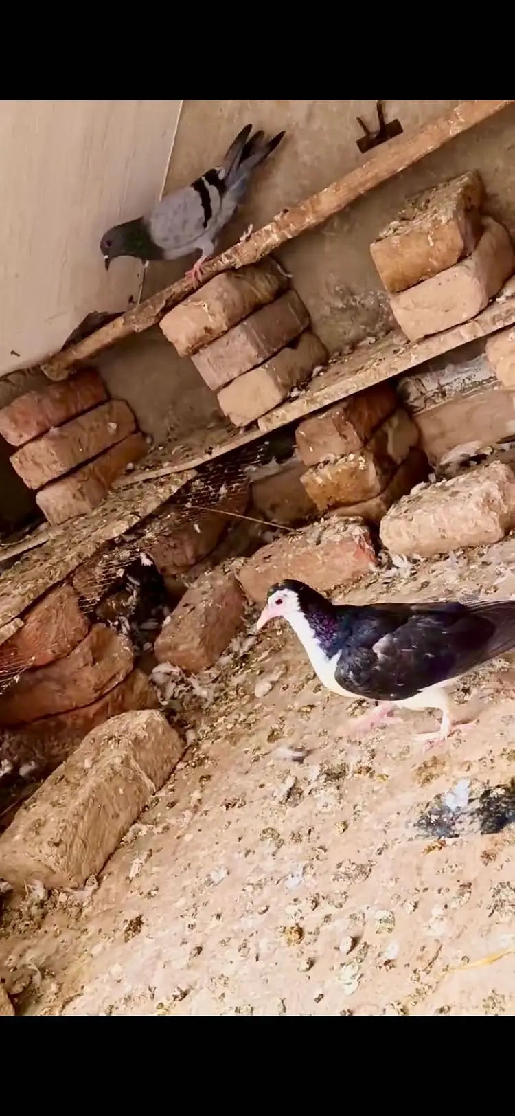 Beautiful pigeons (tokdi type) in different colours — photo 2