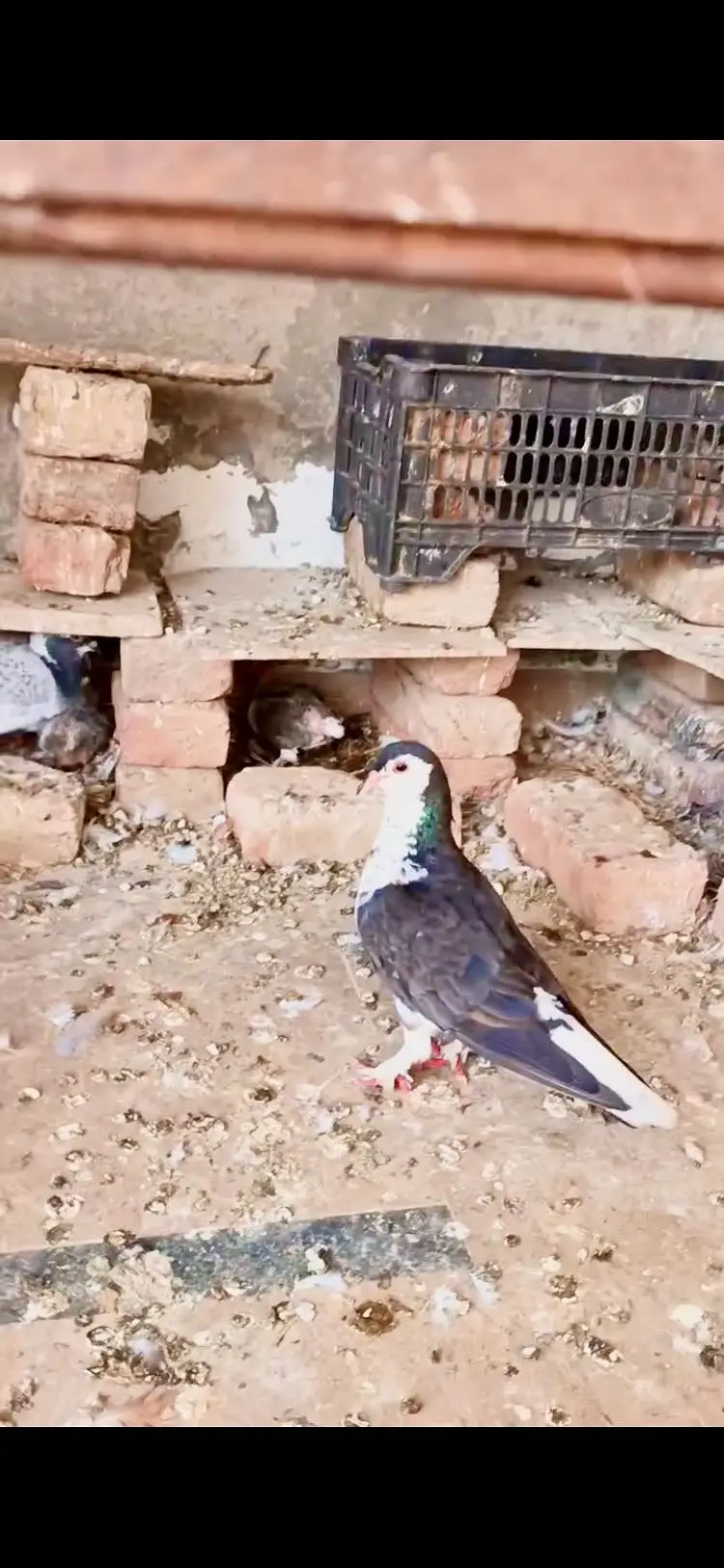 Beautiful pigeons (tokdi type) in different colours — photo 3