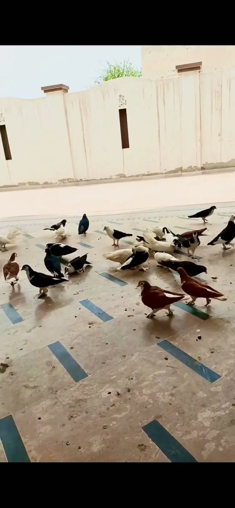 Beautiful pigeons (tokdi type) in different colours — photo 4