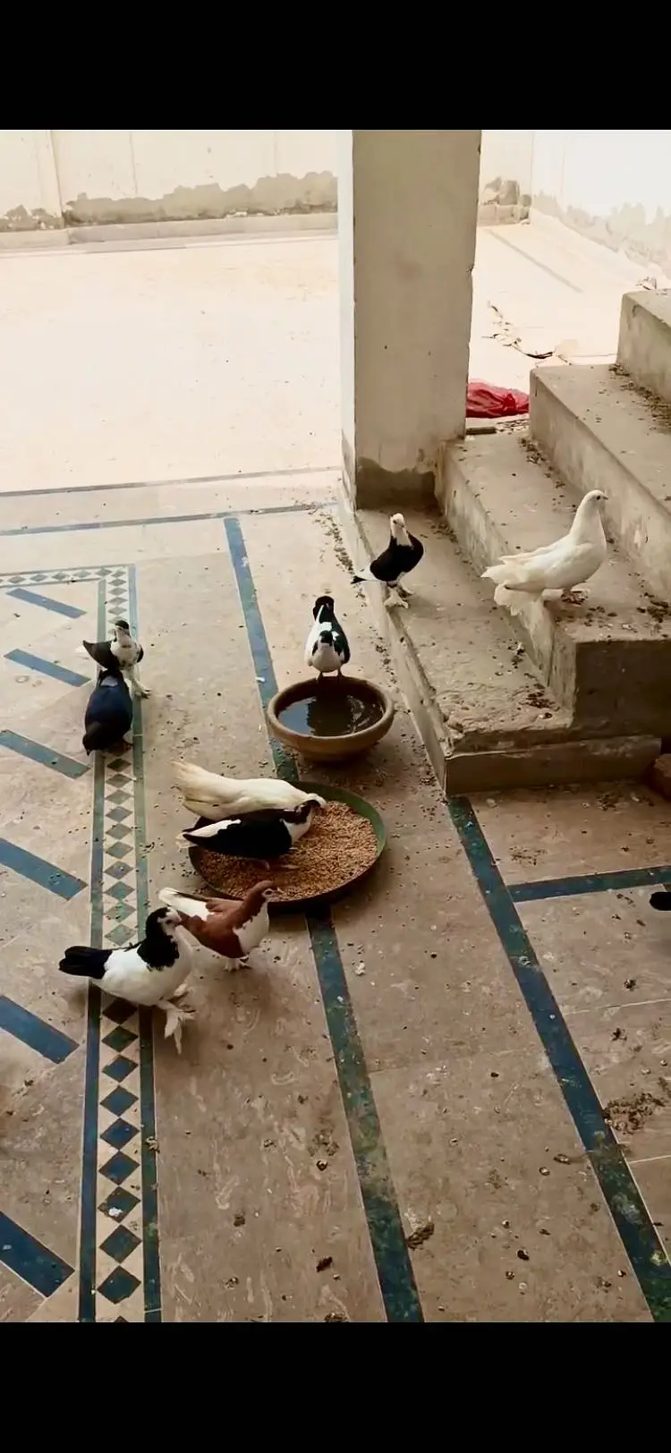 Beautiful pigeons (tokdi type) in different colours — photo 5