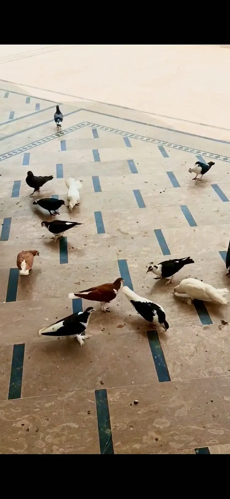 Beautiful pigeons (tokdi type) in different colours — photo 6