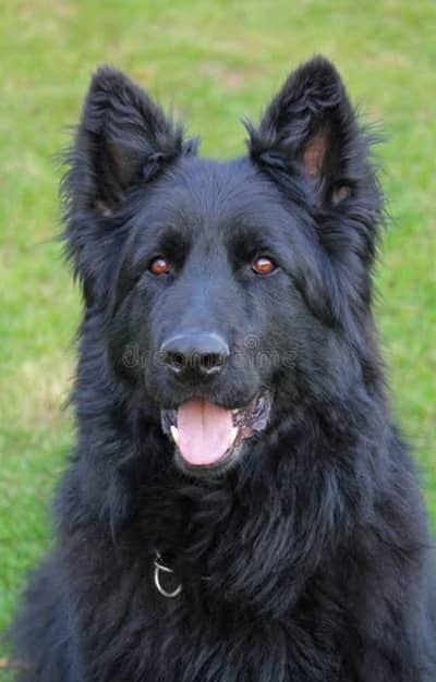 German black  shepherd female
