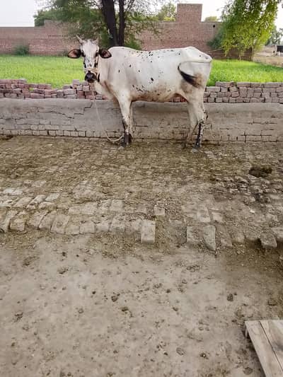 frieson chlistani cross cow for sale