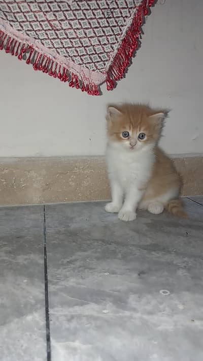 Fluffy 3-Coat Female Persian Kittens Available