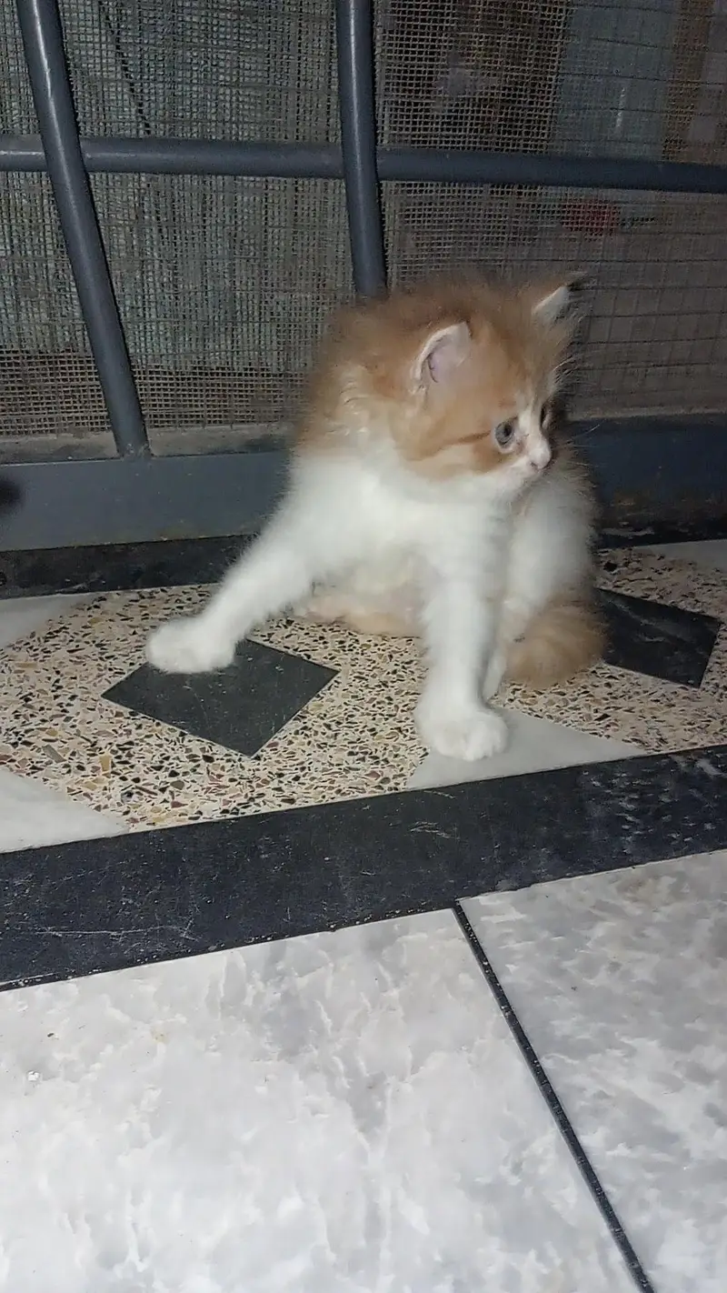 Fluffy 3-Coat Female Persian Kittens Available — photo 2