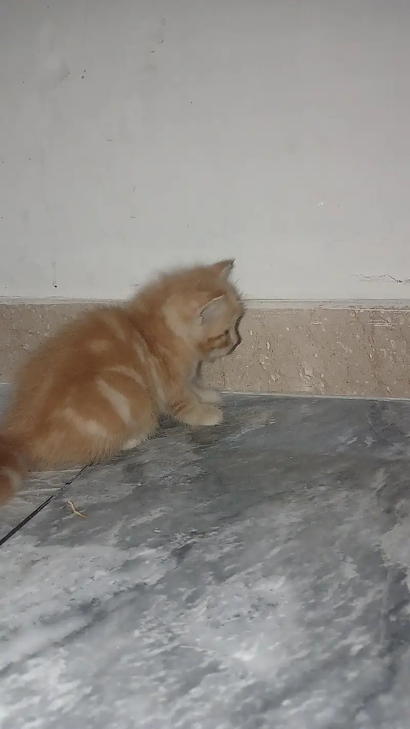 Fluffy 3-Coat Female Persian Kittens Available — photo 3