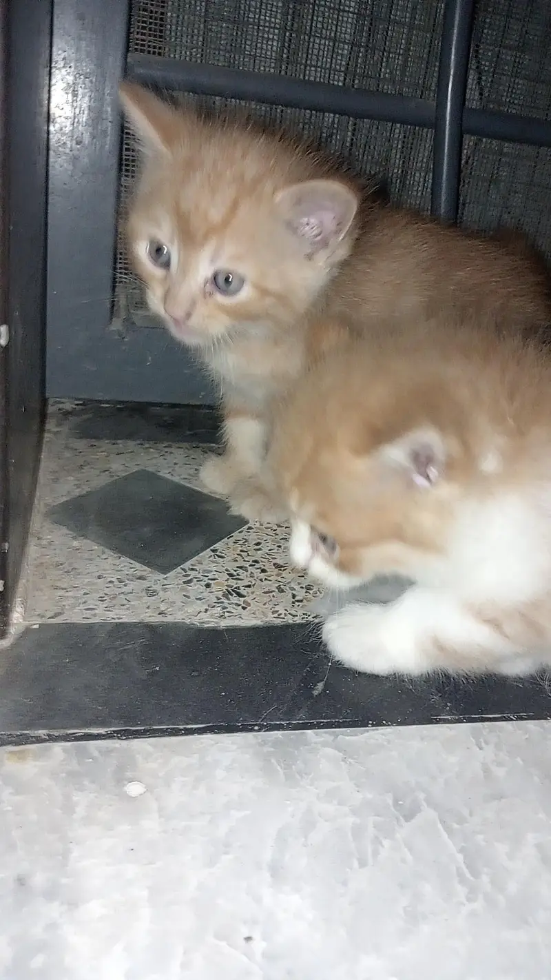 Fluffy 3-Coat Female Persian Kittens Available — photo 4