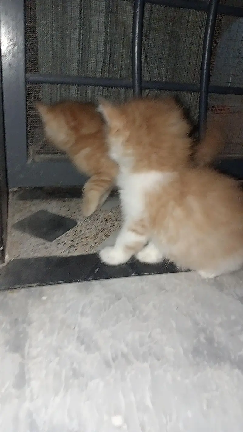 Fluffy 3-Coat Female Persian Kittens Available — photo 5