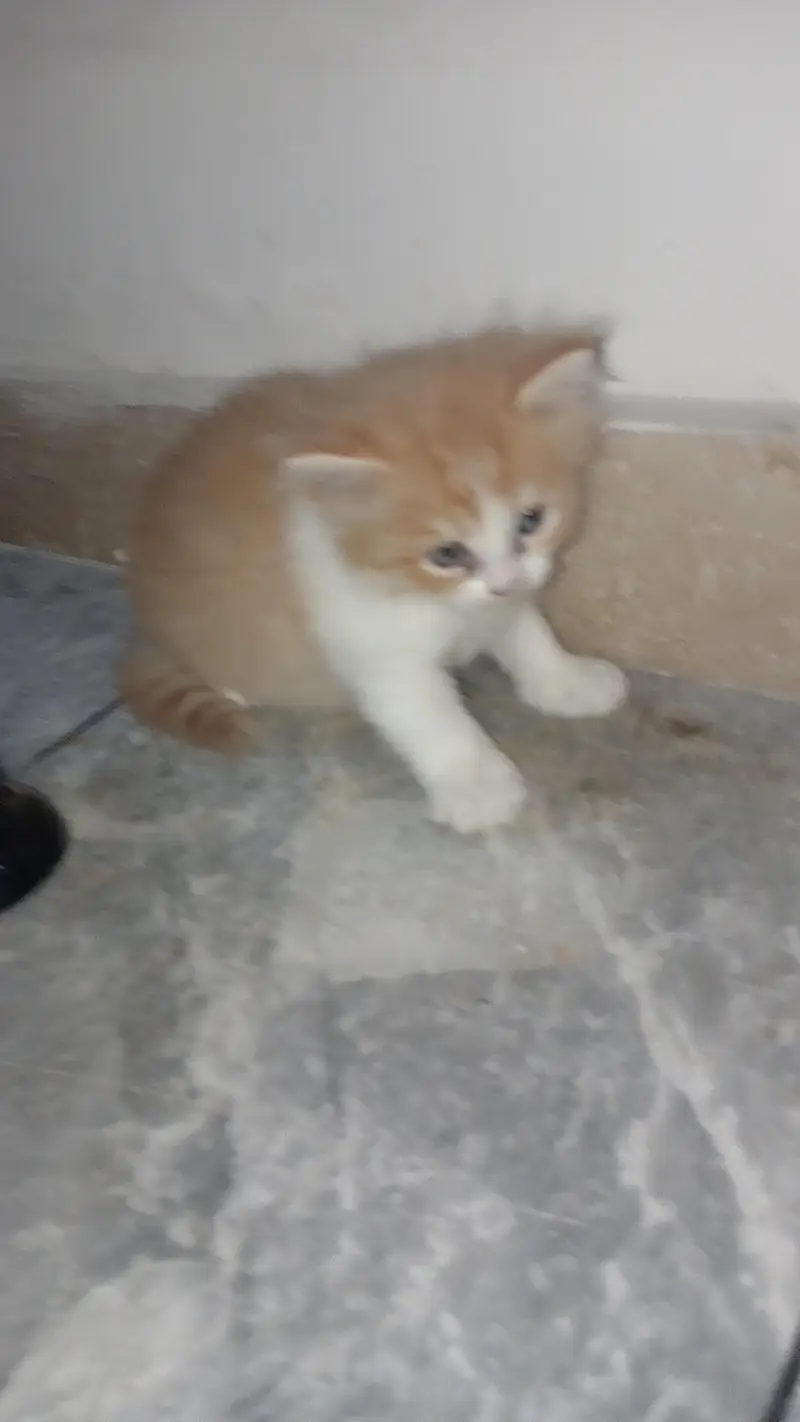 Fluffy 3-Coat Female Persian Kittens Available — photo 6