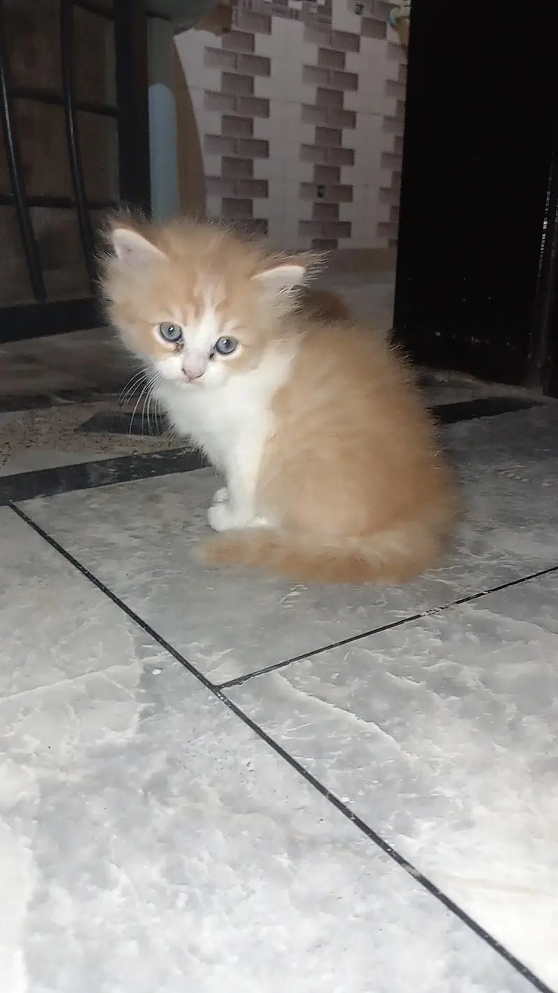 Fluffy 3-Coat Female Persian Kittens Available — photo 7