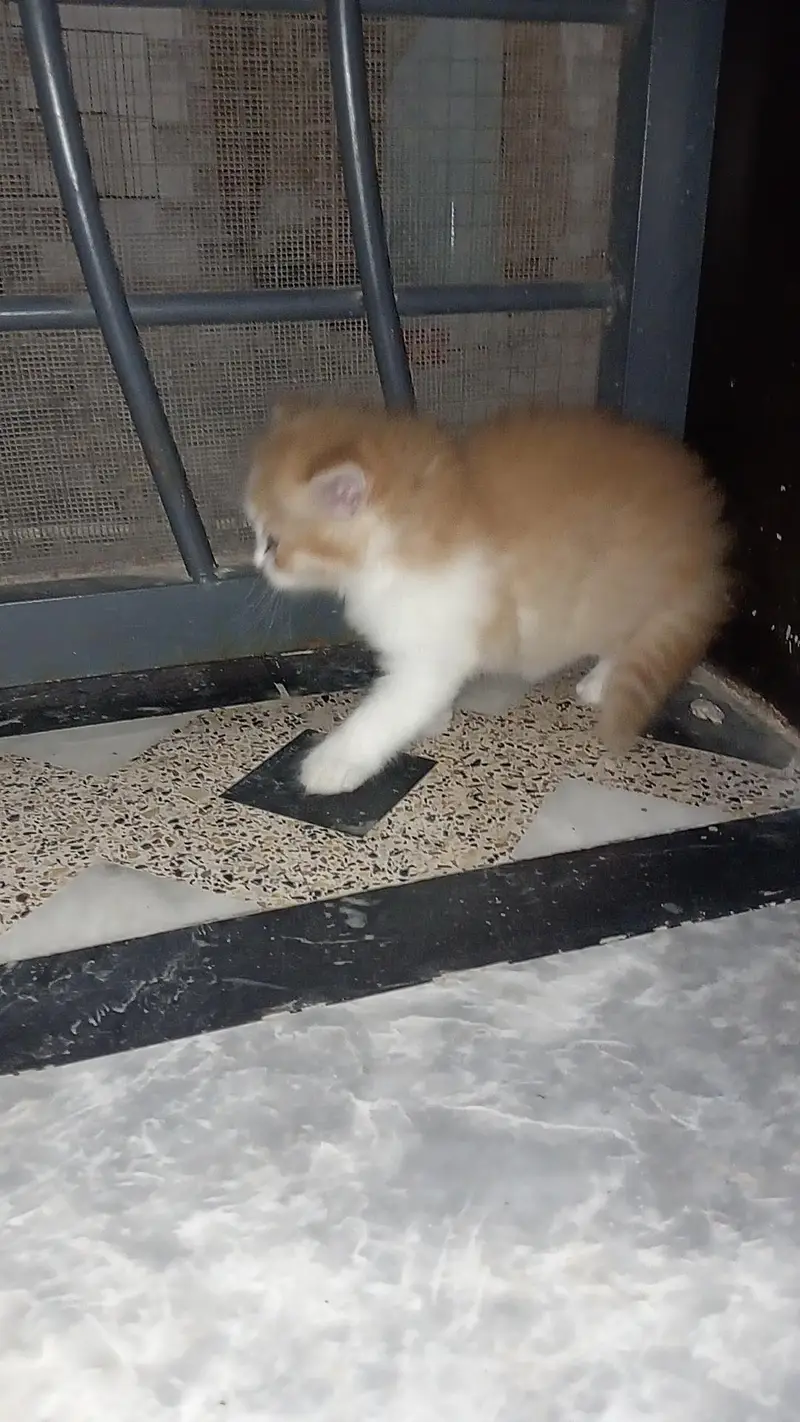 Fluffy 3-Coat Female Persian Kittens Available — photo 8