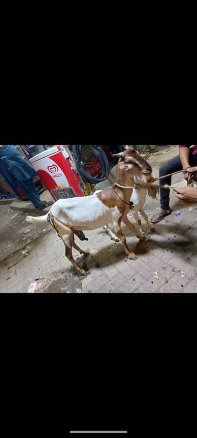 Bakro r bacha