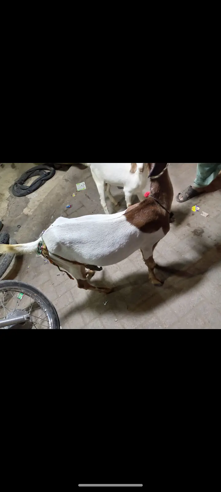 Bakro r bacha — photo 3
