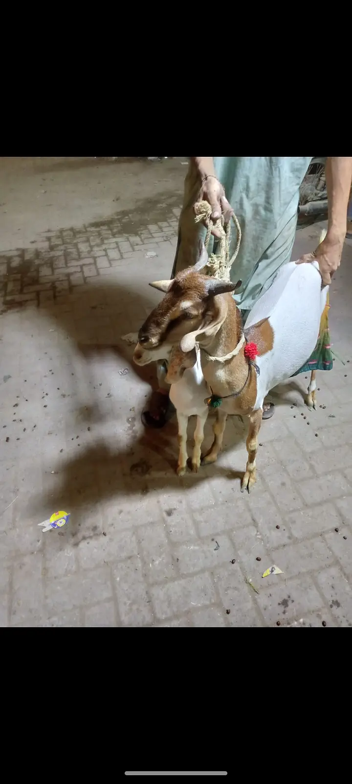 Bakro r bacha — photo 4