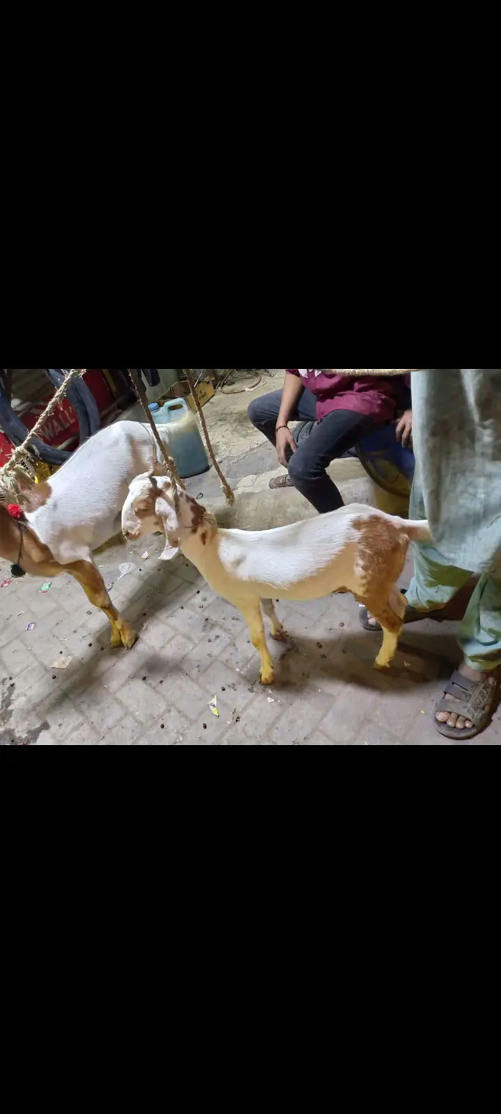 Bakro r bacha — photo 5