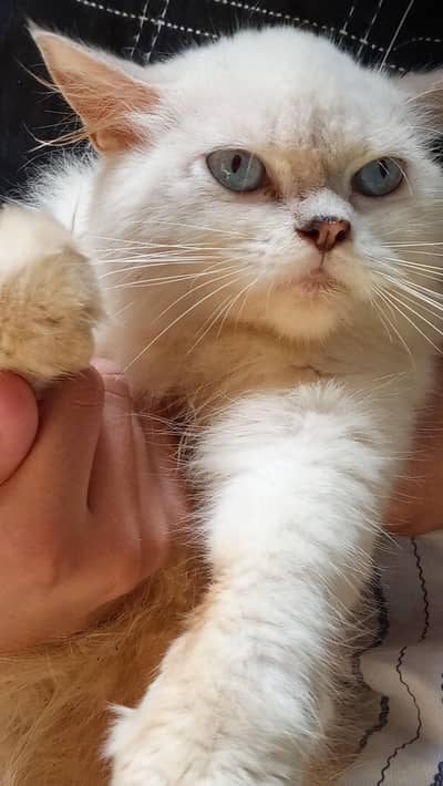 Cats for sale