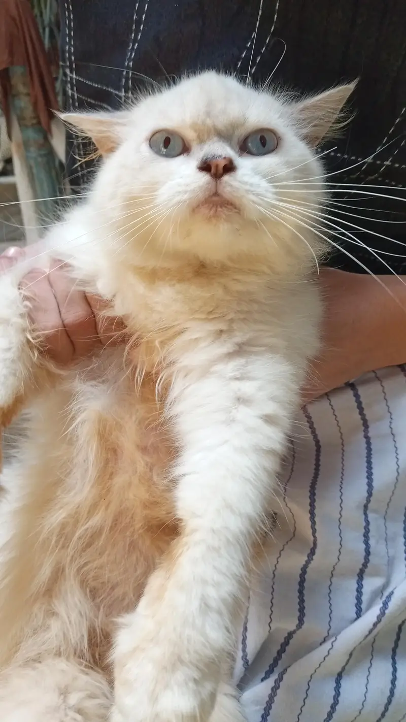 Cats for sale — photo 2