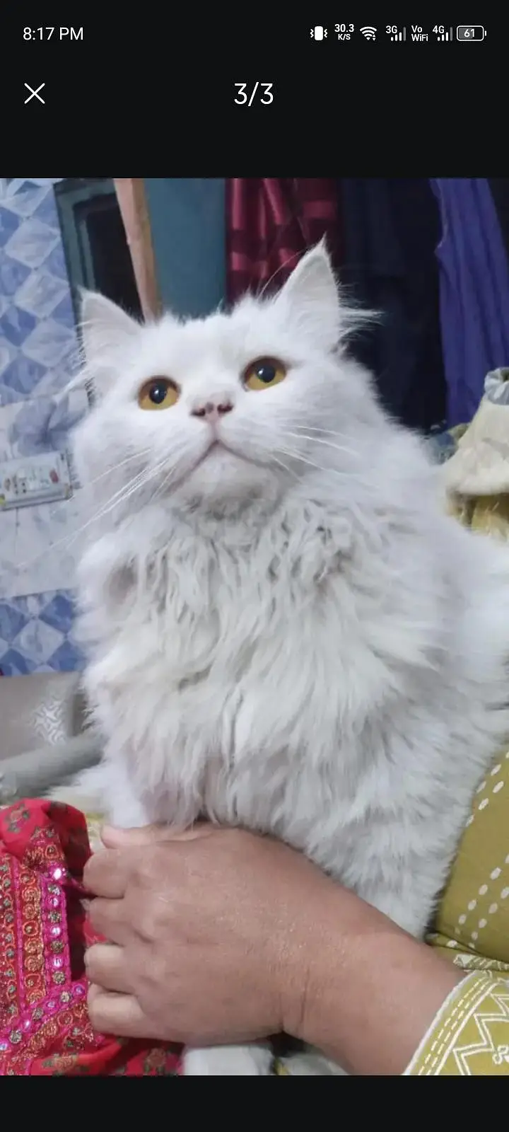 Cats for sale — photo 4