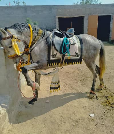 Desi  breed stallion | HORSE | desi horse | ghori