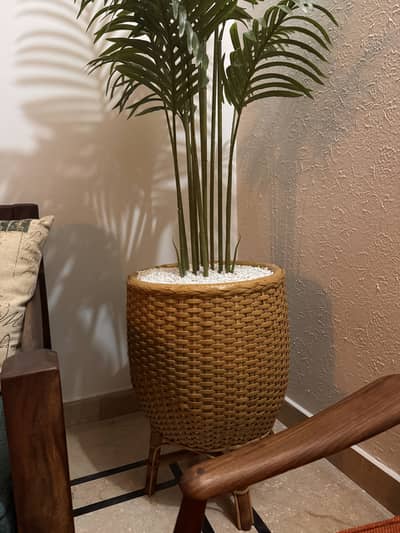 Handcrafted Cane Planter Stand with Areca Palm Solid & Stylish