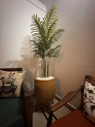 Handcrafted Cane Planter Stand with Areca Palm Solid & Stylish