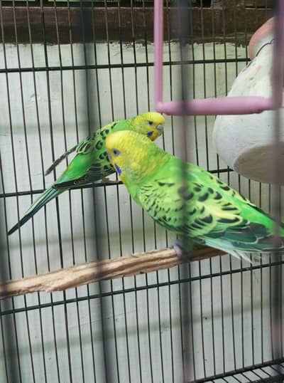parrot