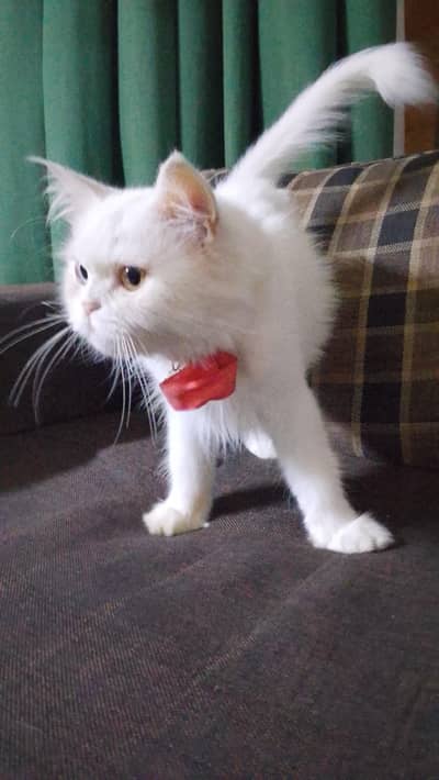 Persian cat