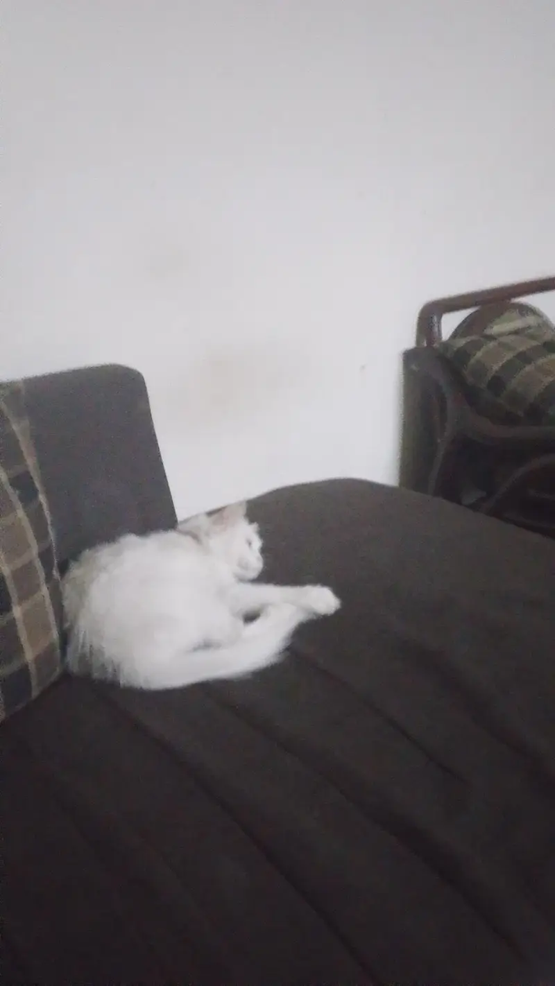 Persian cat — photo 2