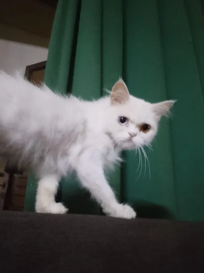 Persian cat — photo 3