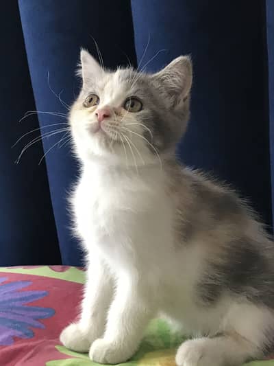 Persian kittens for sale. Cat For Sale