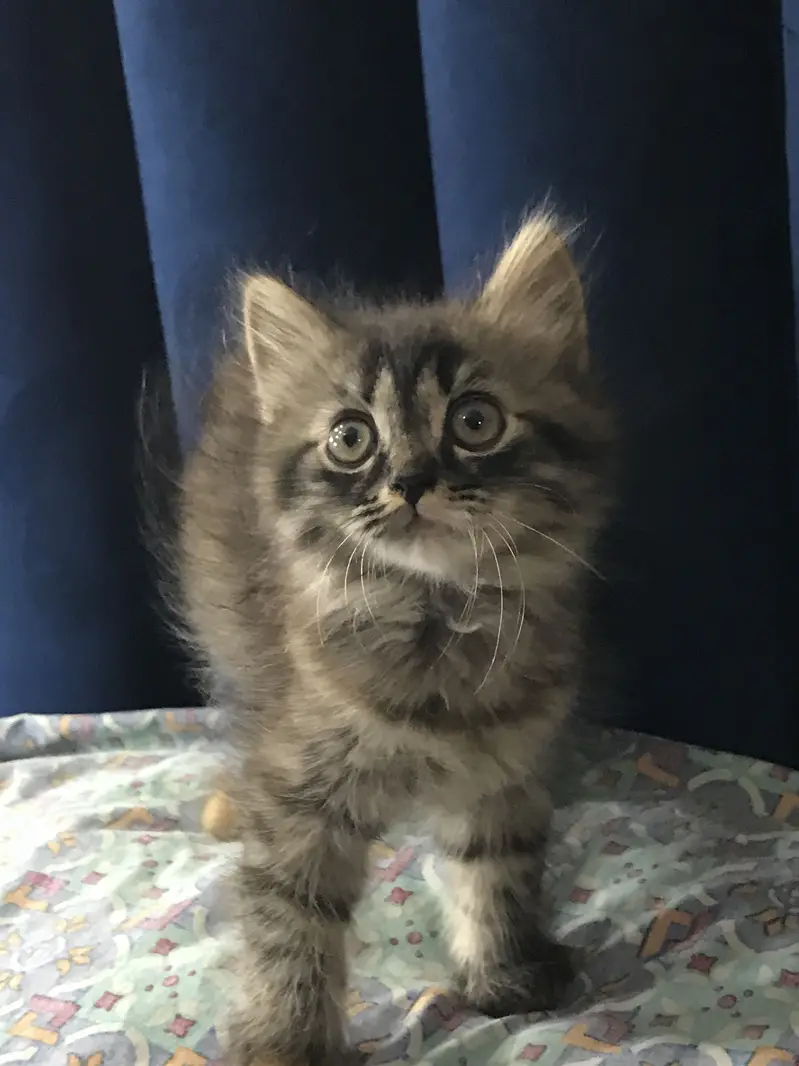 Persian kittens for sale. Cat For Sale — photo 2