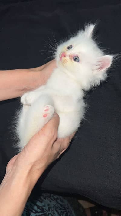 5 kittens for sale each for 8,000