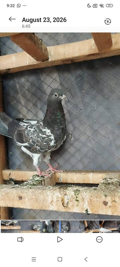 faroz puri chicks