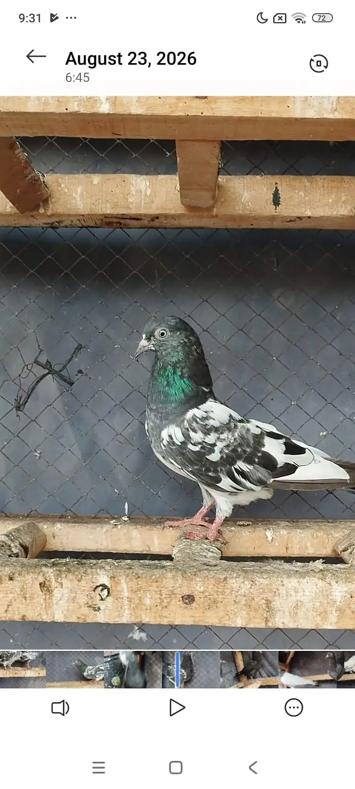 faroz puri chicks — photo 2