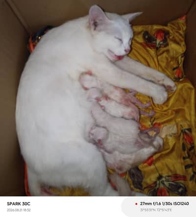 cats for sale