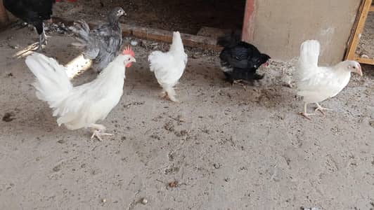 Bentunm  Fancy Chicks – 3.5  Months – Multan