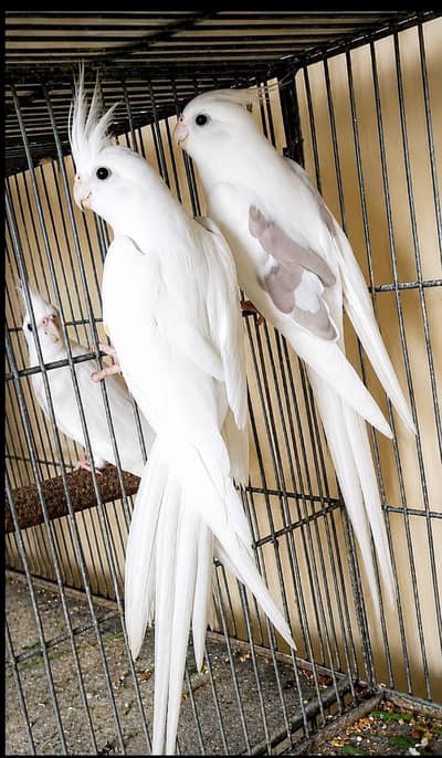 v pied male breeder pair. . 0346.2099636.