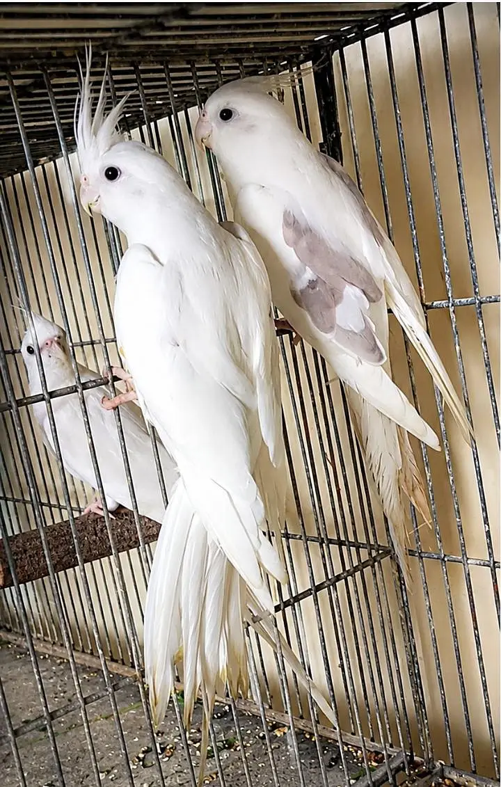 v pied male breeder pair. . 0346.2099636. — photo 2