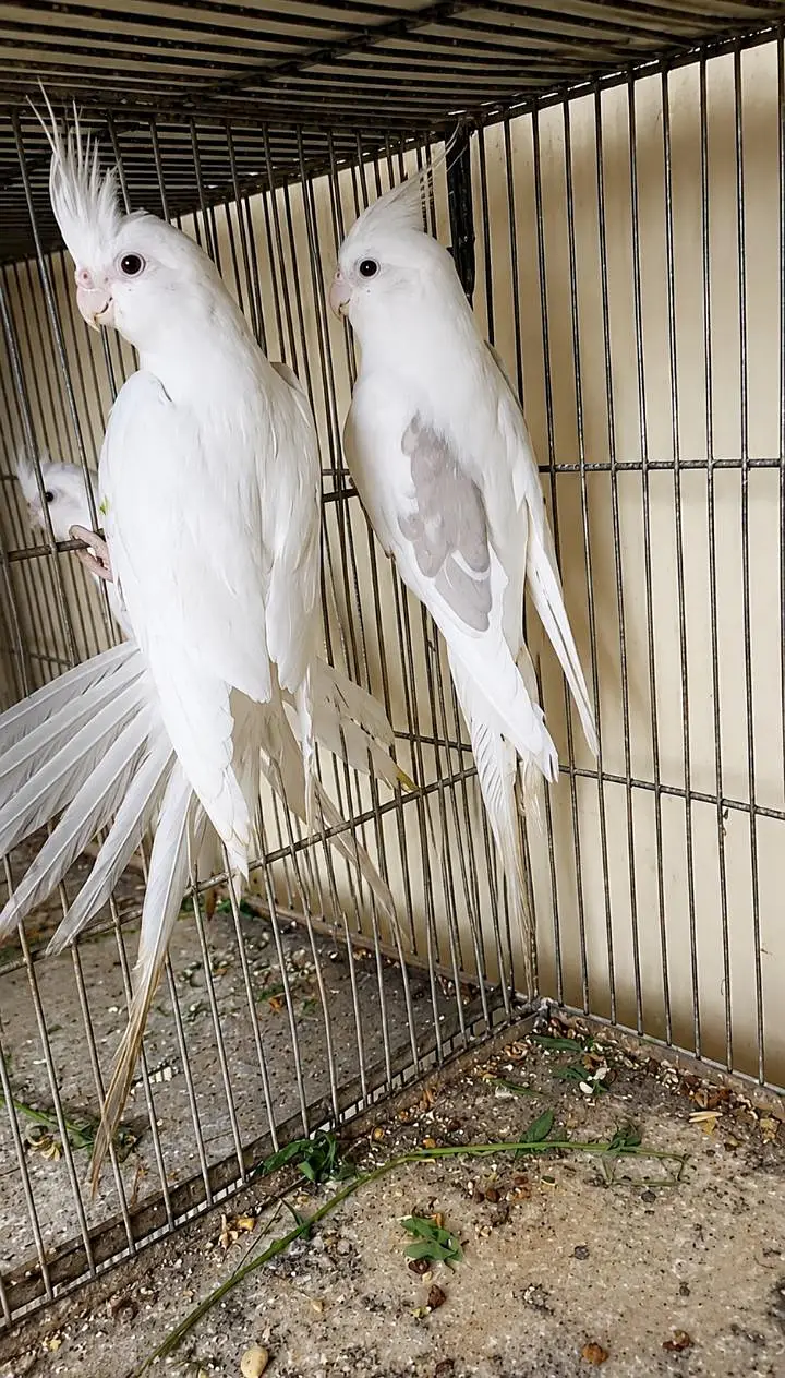 v pied male breeder pair. . 0346.2099636. — photo 3