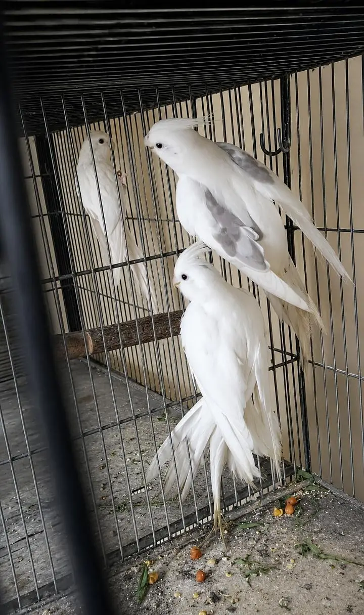v pied male breeder pair. . 0346.2099636. — photo 4