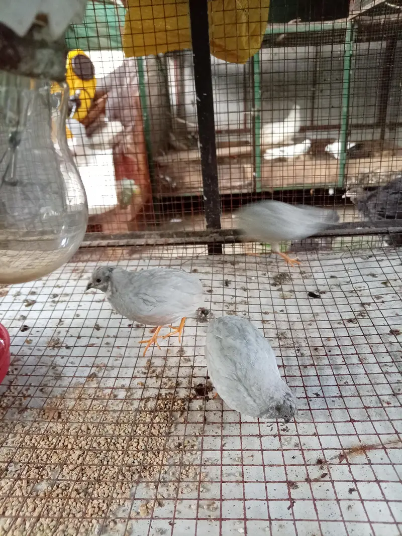 barama heavy — photo 10