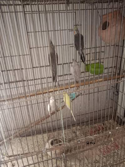 for sale
