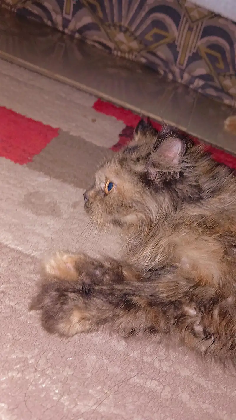 3 persian cats 1 male 2 female — photo 2