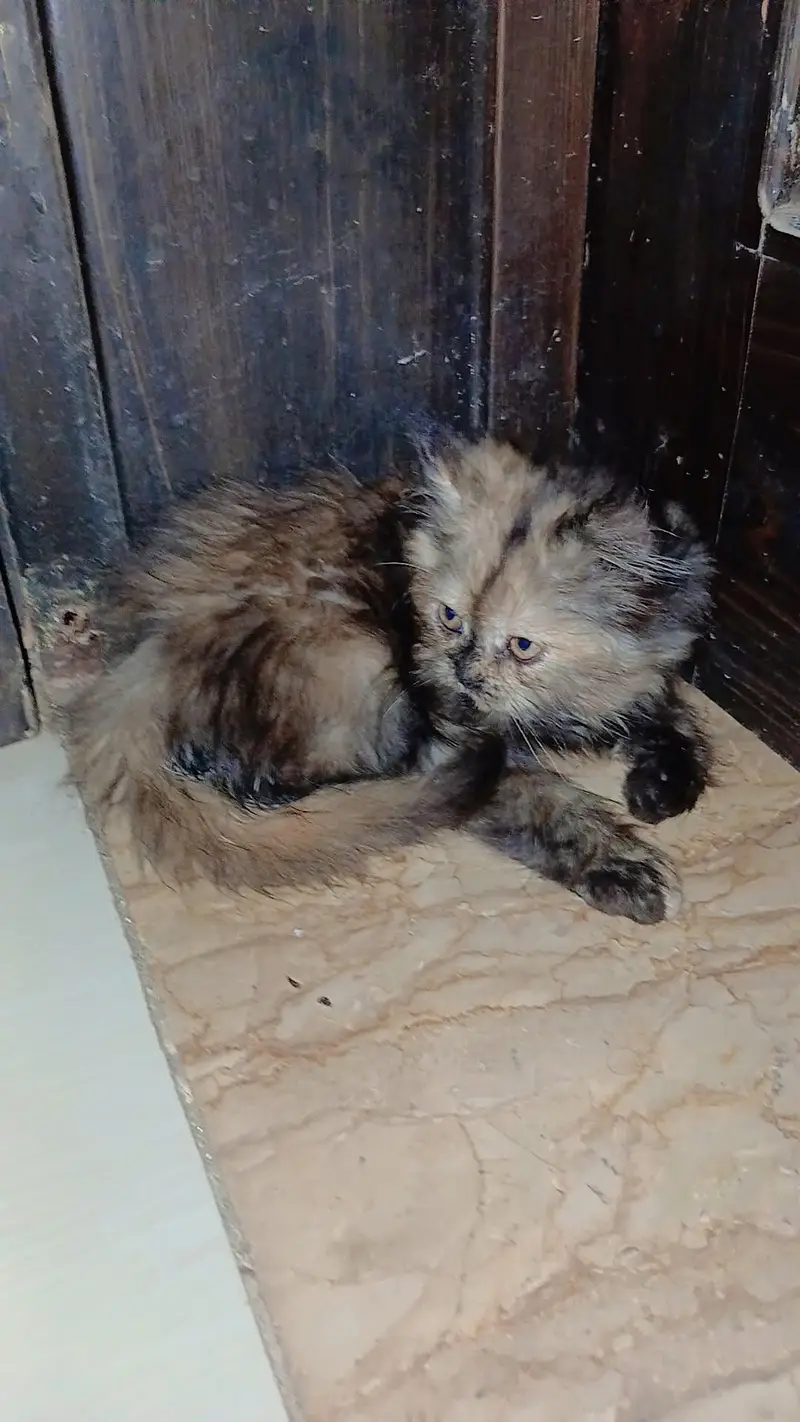 3 persian cats 1 male 2 female — photo 3